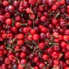 cerises burlat cueillies et mises en caisse pour la vente