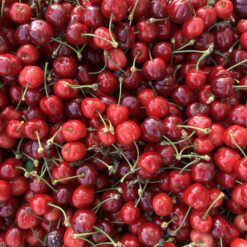 cerises burlat cueillies et mises en caisse pour la vente