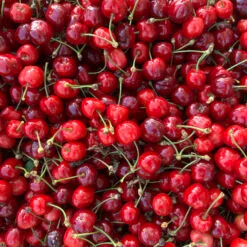 cerises burlat cueillies et mises en caisse pour la vente