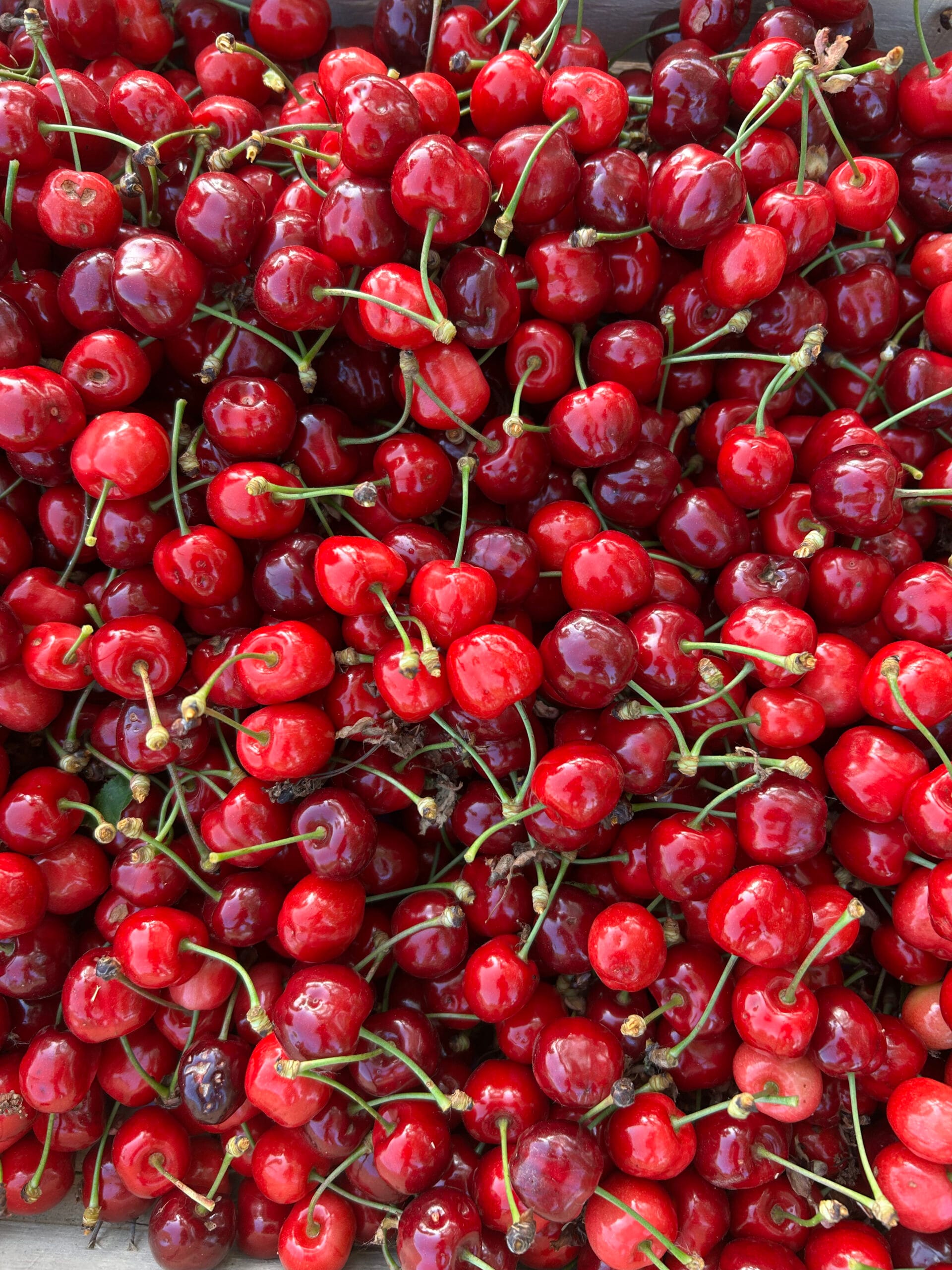 cerises burlat cueillies et mises en caisse pour la vente