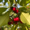 cerise burlat dans leur arbre