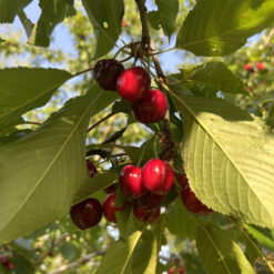 cerise burlat dans leur arbre