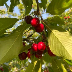 cerise burlat dans leur arbre