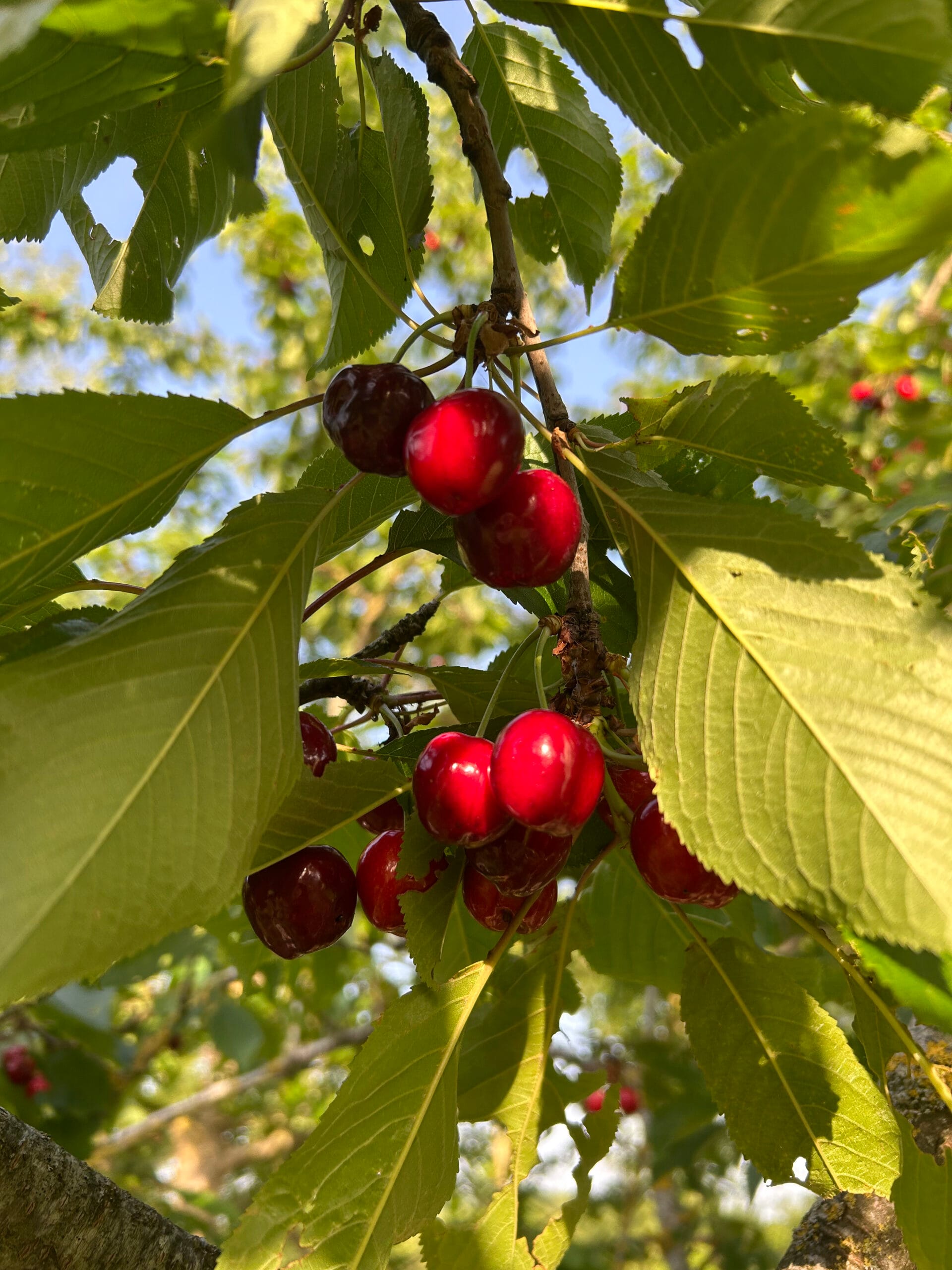 cerise burlat dans leur arbre