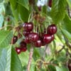 cerise early rivers dans leur arbre