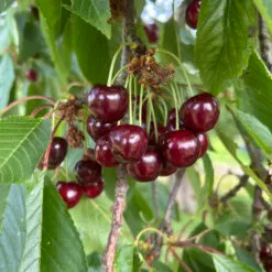 cerise early rivers dans leur arbre