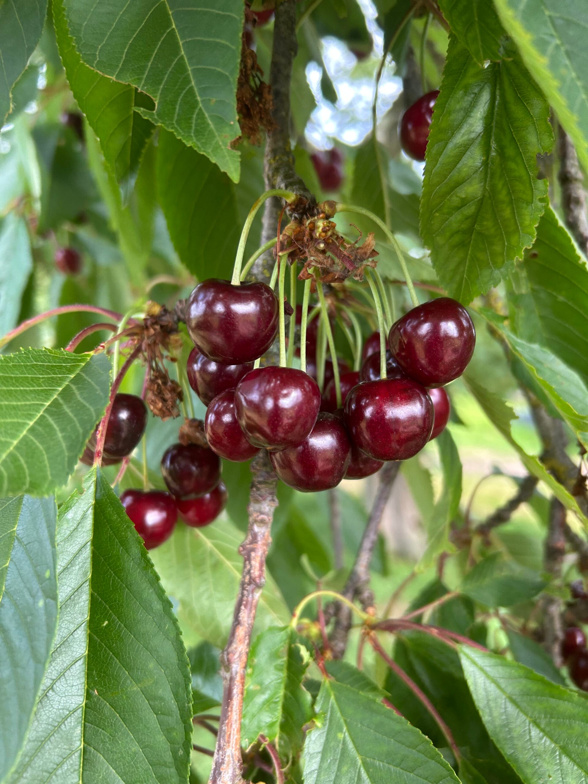 cerise early rivers dans leur arbre