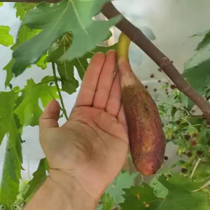 figuier lebedinaya sheya figue d ete