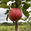 pommier red windsor