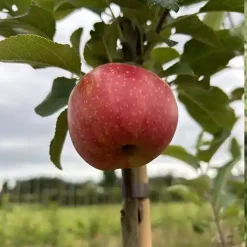 pommier red windsor