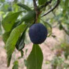 prune monsieur hatif dans son arbre
