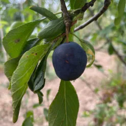 prune monsieur hatif dans son arbre