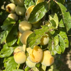 prune reine claude d'oullins à maturité dans leur arbre