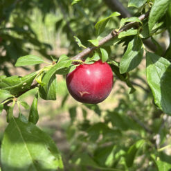 prune sanguine de wismes dans l'arbre