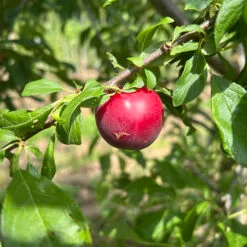 prune sanguine de wismes dans l'arbre