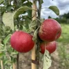 pommier akane