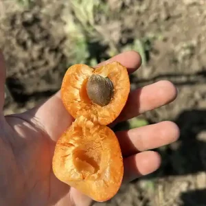 abricotier mediva coupé