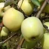Pommier 'Antonovka 2 Livres"