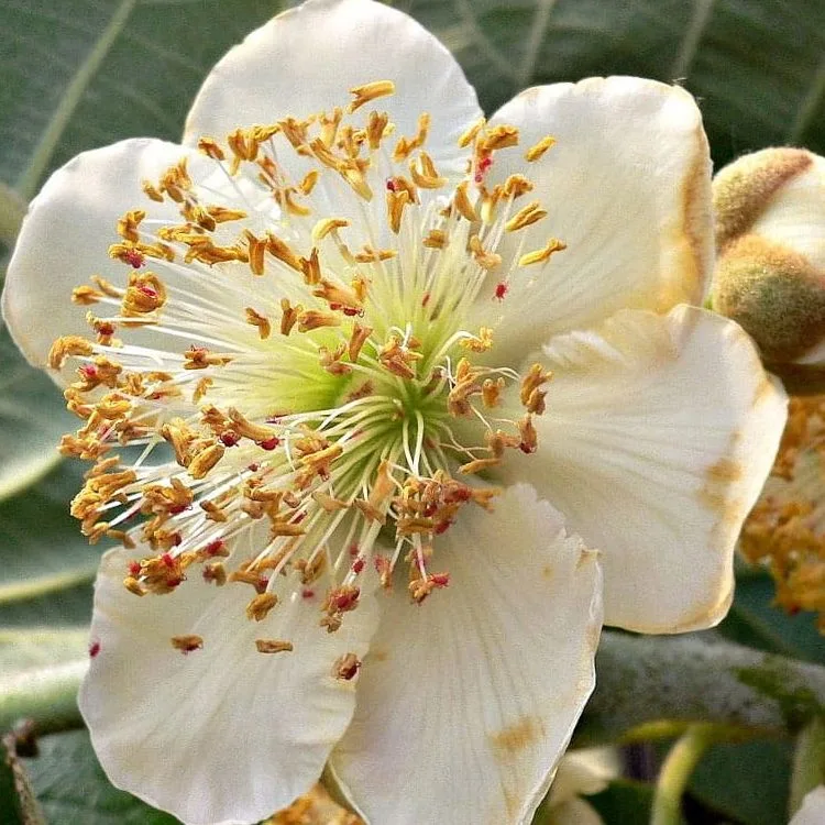 Kiwi mâle 'Tomuri'