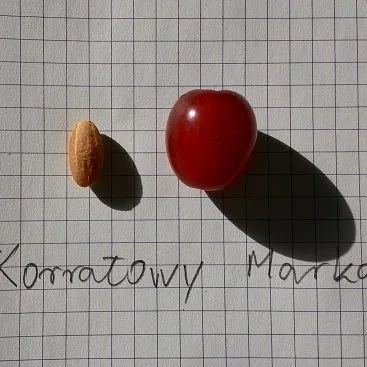 Cornus mas 'Korralowij Marka'