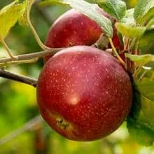 Pommier 'Baguette d'Hiver'