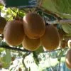 Kiwi 'Hayward'