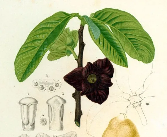Asiminier 'Susquehanna'