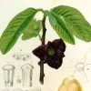 Asiminier 'Georgia'