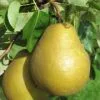 Poirier 'Poire à Clément'