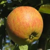 Pommier 'Cox Orange'