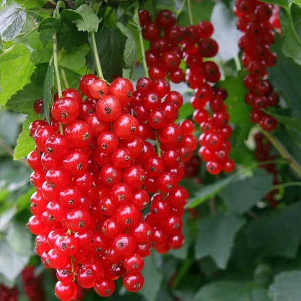 Groseillier 'Rovada'