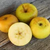 Pommier Sturmer Pippin