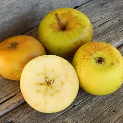 Pommier Sturmer Pippin