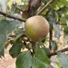 pommier duchesse de oldenburg
