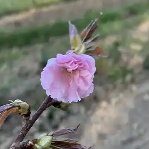 cerisier japonais kanzan