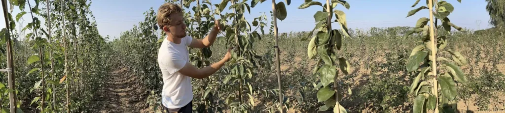 arbre fruitier bio
