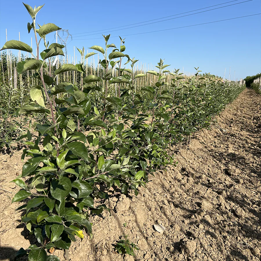 futures tiges de pommier en pepiniere
