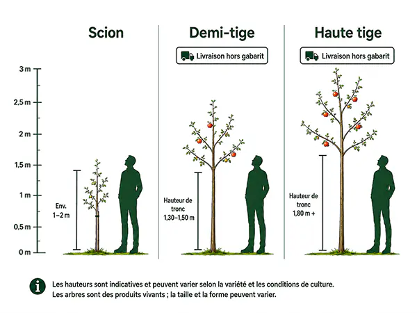 Guide des formes d’arbres fruitiers : scion, demi-tige et haute-tige