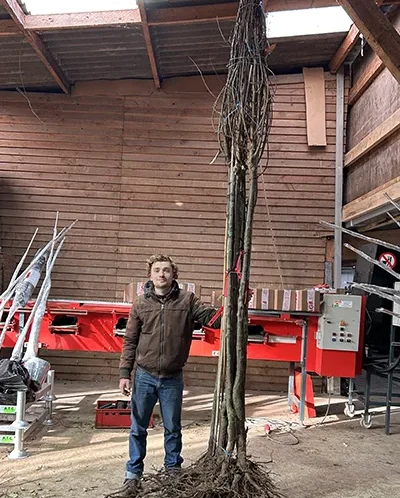 chataignier haute tige