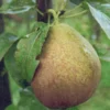 Poire Dell'Auzana