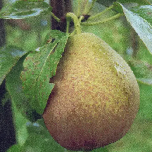 Poire Dell'Auzana