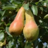 poire abate fetel sur son arbre