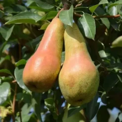 poire abate fetel sur son arbre