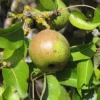 poire bergamote esperen