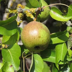 poire bergamote esperen