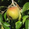beurre de merode synonyme de Doyenne Boussoch