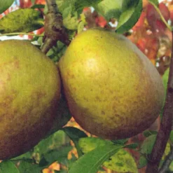 beurre gris luçon