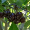cerise star dans son arbre
