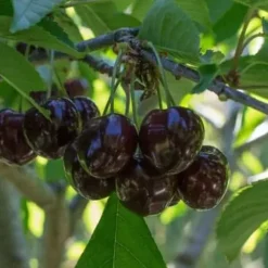 cerise star dans son arbre