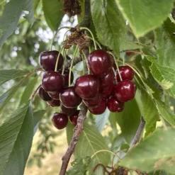 cerise bigarreau moreau dans son arbre